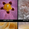 Quick Tips for the Lightroom Print Module